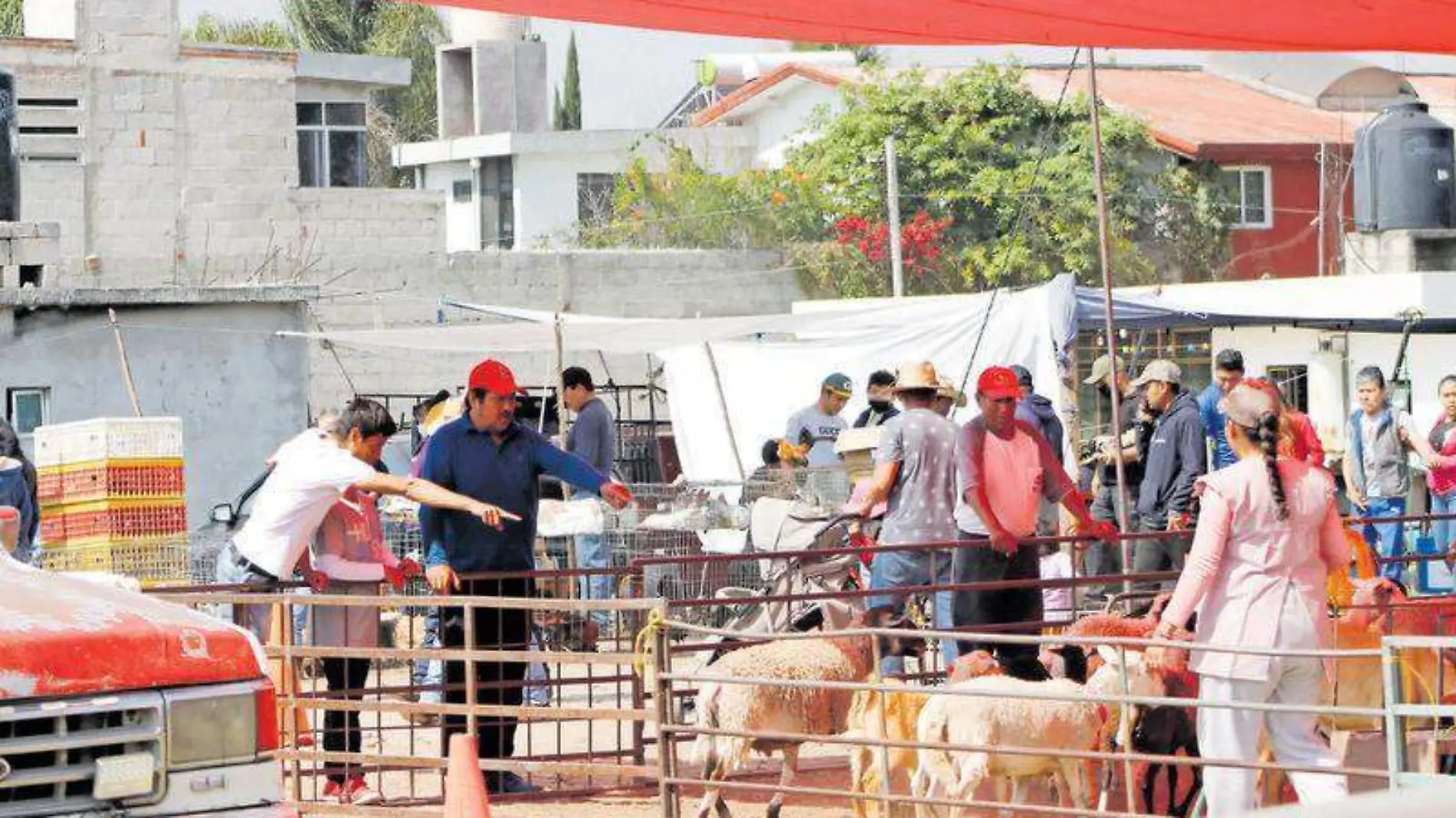 Tianguis ganadero